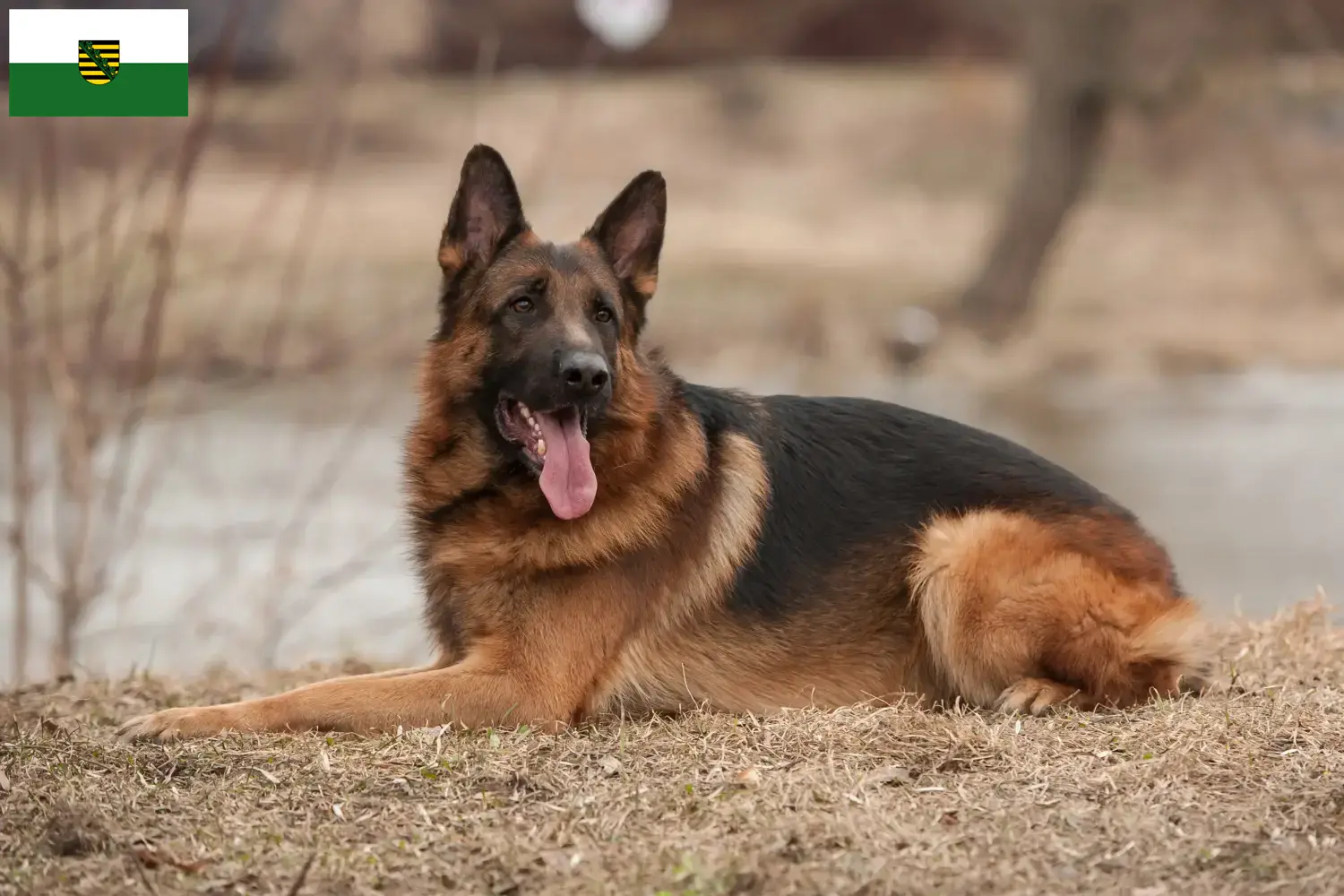 German Shepherd Puppies and Breeder Saxony Here you can find German Shepherd Dog breeders in Saxony.