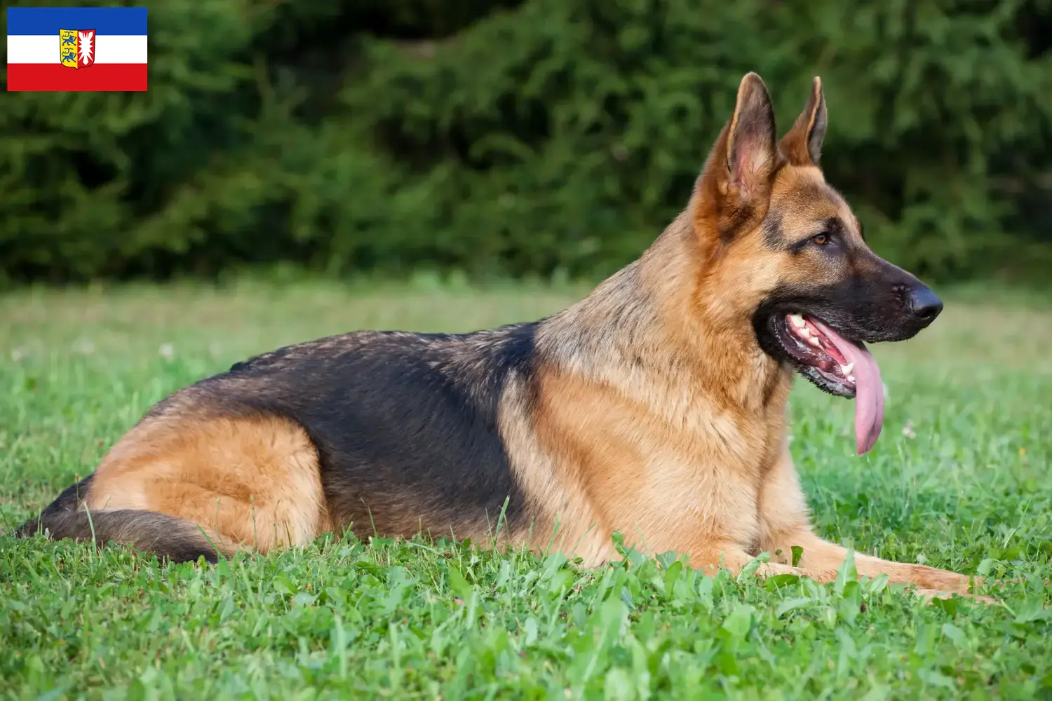 German Shepherd Puppies and Breeder Schleswig-Holstein Here you can find German Shepherd Dog breeders in Schleswig-Holstein.