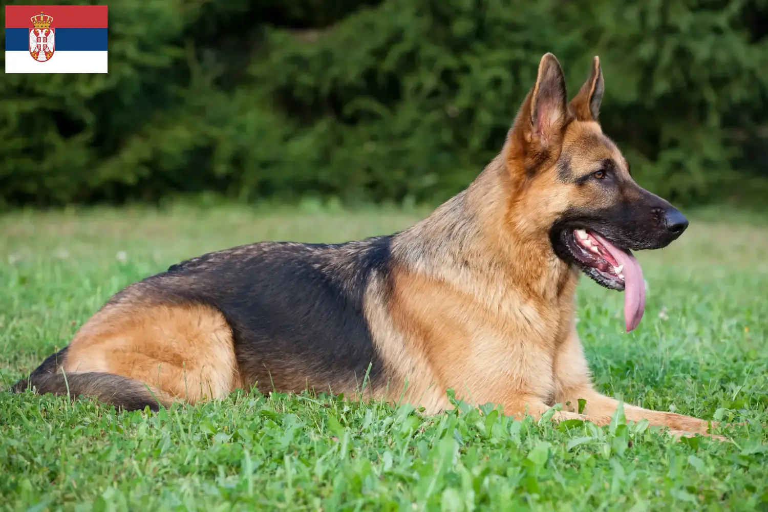 German Shepherd puppies and breeders Serbia Here you can find German Shepherd Dog breeders in Serbia.