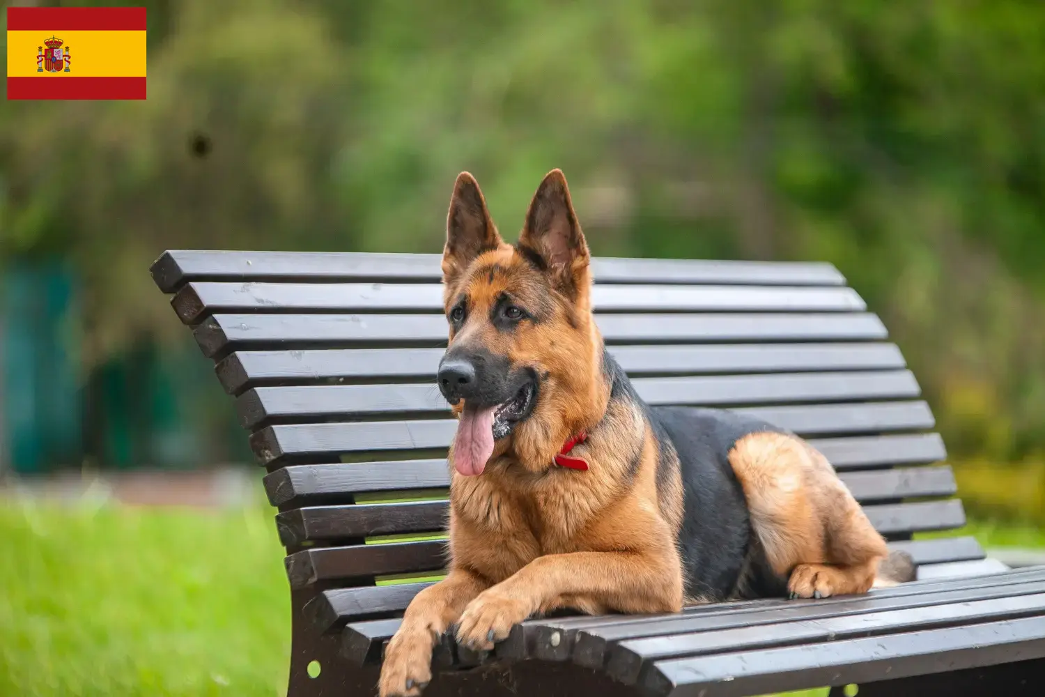 German Shepherd Puppies and Breeder Spain Here you can find German Shepherd Dog breeders in Spain.