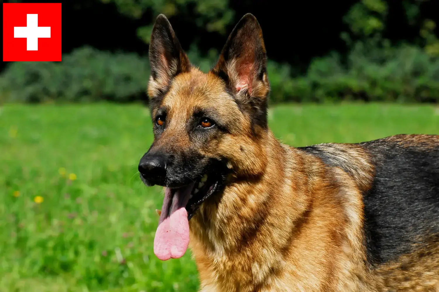 German Shepherd Puppies and Breeder Switzerland Here you can find German Shepherd Dog breeders in Switzerland.