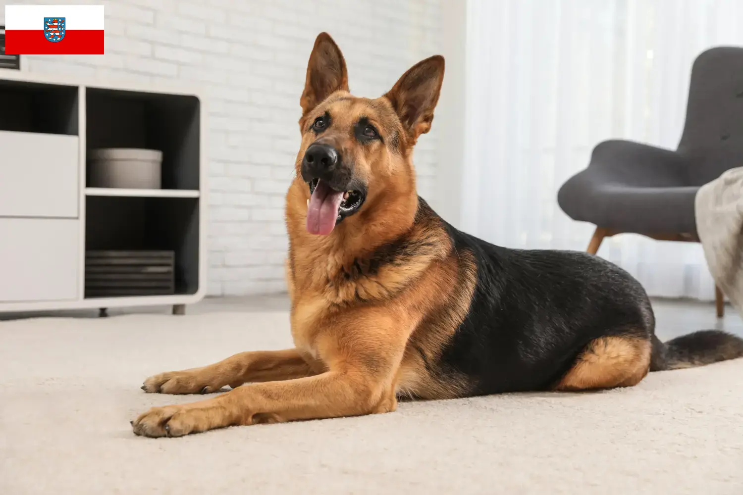 German Shepherd Puppies and Breeder Thuringia Here you can find German Shepherd Dog breeders in Thuringia.
