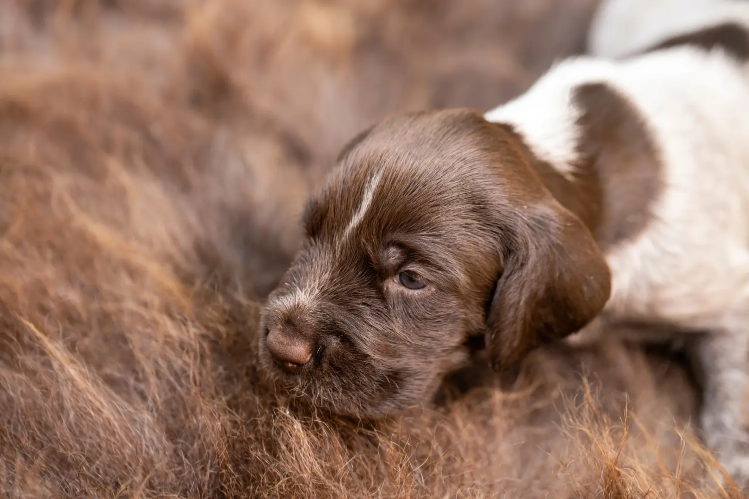 Buying a German Wirehair puppy means taking responsibility! Buy German Wirehaired puppies.