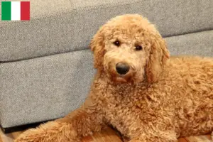 Read more about the article Goldendoodle breeders and puppies in Italy