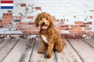 Read more about the article Goldendoodle breeders and puppies in the Netherlands
