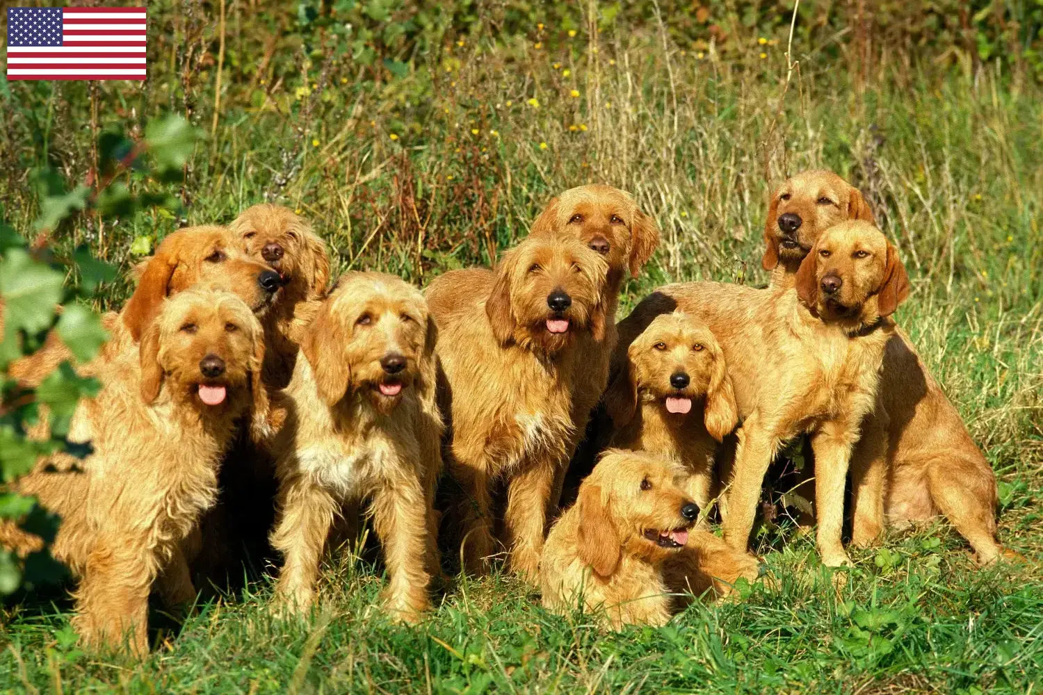 Griffon Fauve de Bretagne puppies and breeders USA Find Griffon Fauve de Bretagnes breeders in the USA here.