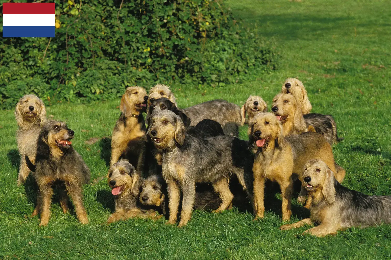 Read more about the article Griffon Nivernais breeders and puppies in the Netherlands