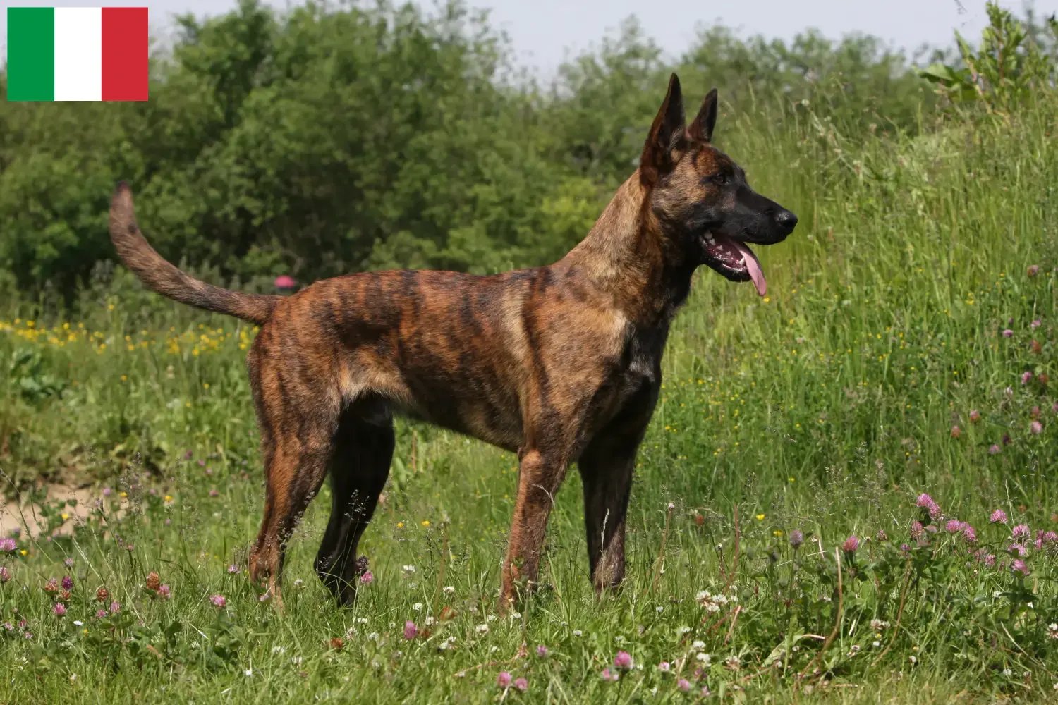Hollandse Herdershond puppies and breeders Italy Here you can find Hollandse Herdershonden breeders in Italy.