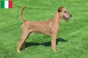 Read more about the article Irish Terrier breeders and puppies in Italy