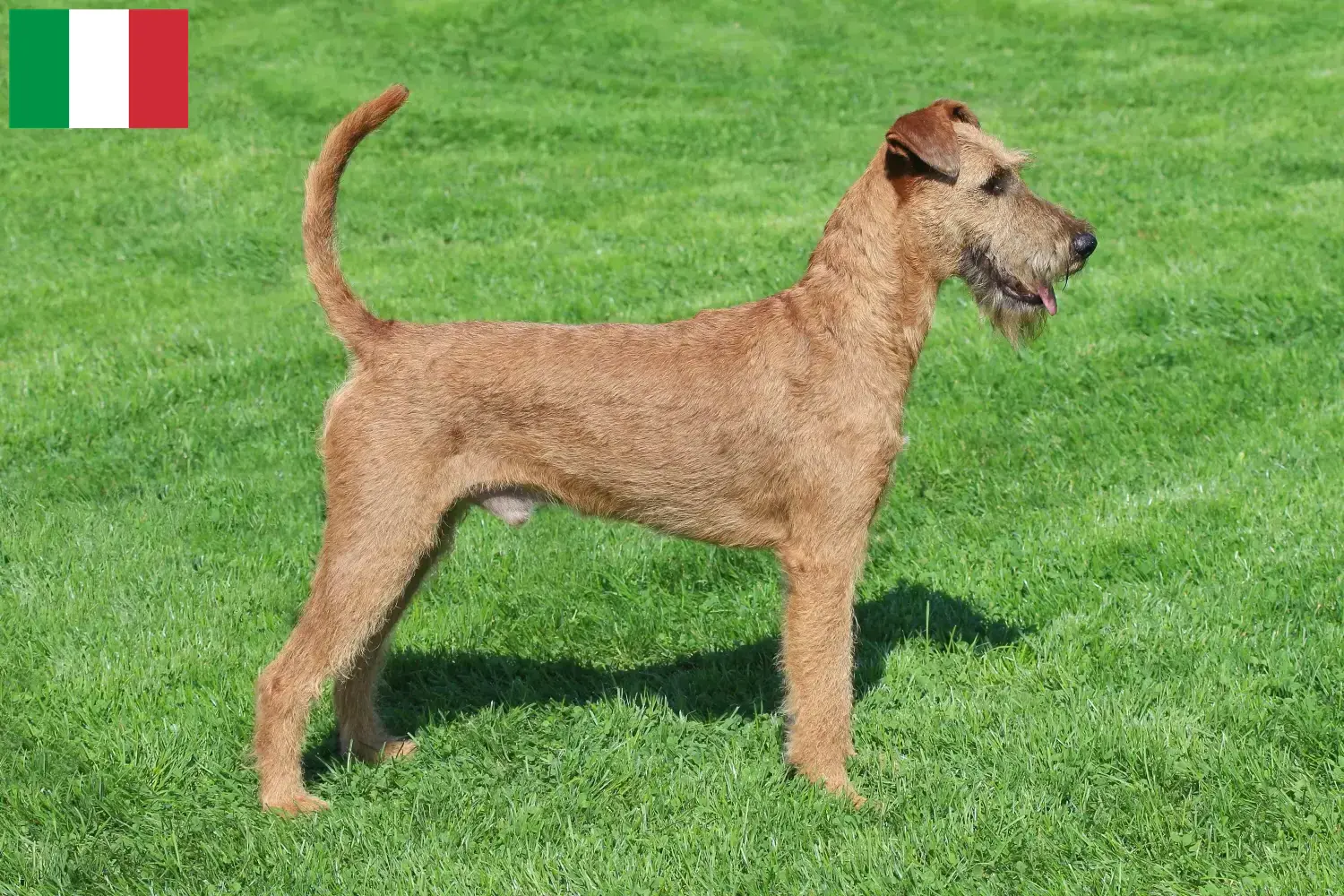 Irish Terrier puppies and breeders Italy Find Irish Terrier breeders in Italy here.