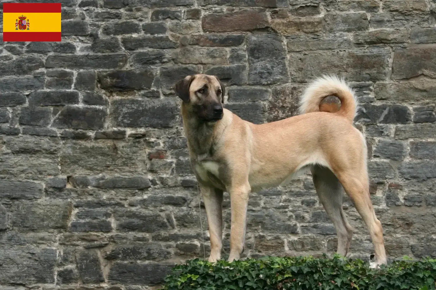 Kangal puppies and breeders Spain Here you can find Kangals breeders in Spain.
