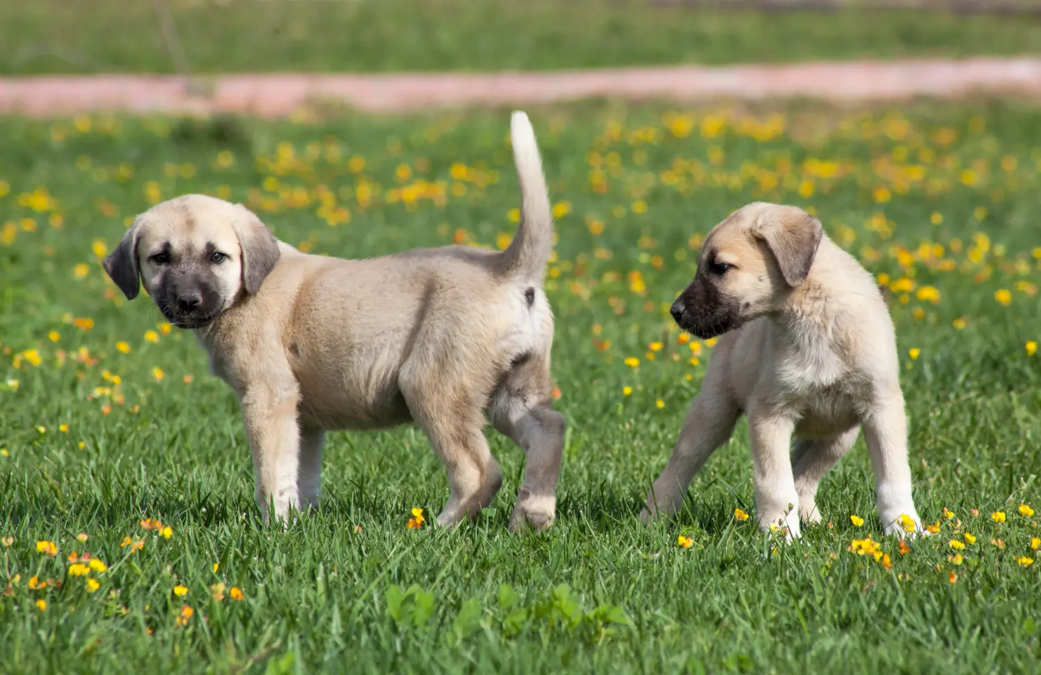 Buying a Kangal puppy means taking responsibility! Buy Kangal puppies.