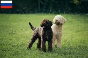 Read more about the article Lagotto Romagnolo breeders and puppies in Russia
