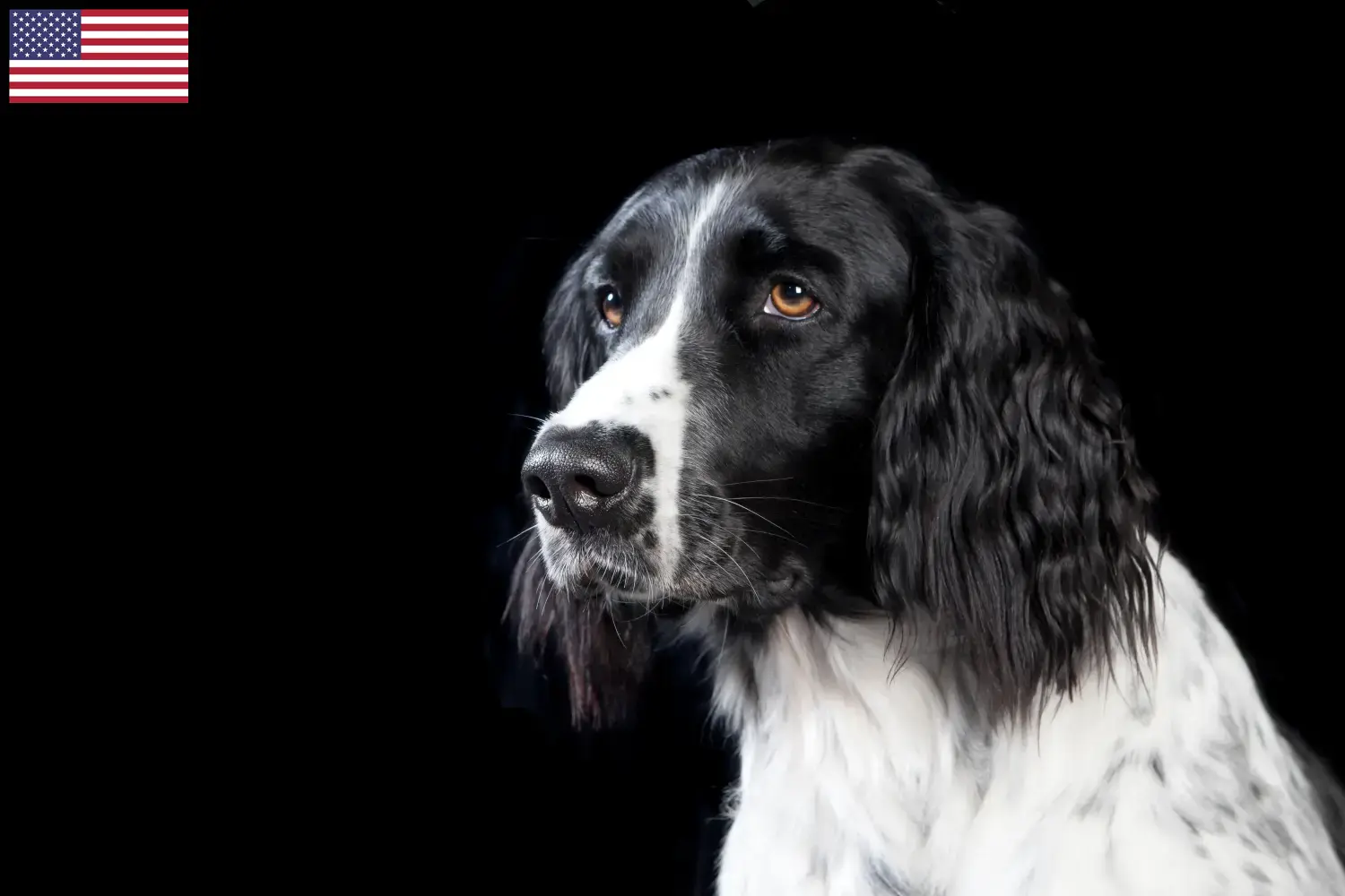 Read more about the article Large Münsterländer breeder and puppies in the USA