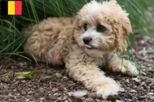 Read more about the article Maltipoo breeders and puppies in Belgium