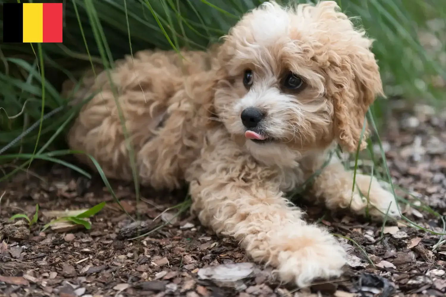 Maltipoo puppies and breeders Belgium Find Maltipoo breeders in Belgium here.