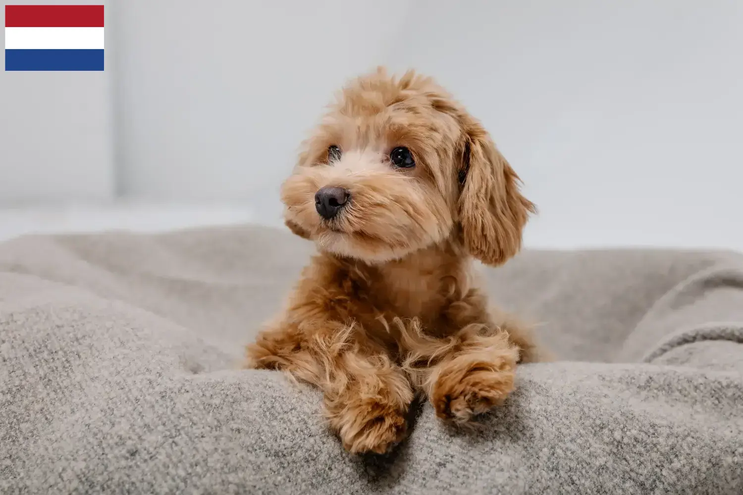 Maltipoo puppies and breeders Netherlands Here you can find Maltipoo breeders in the Netherlands.