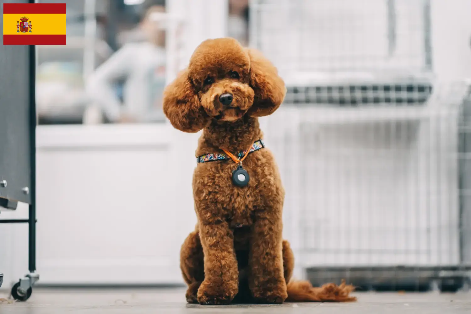 Maltipoo puppies and breeders Spain Here you can find Maltipoos breeders in Spain.