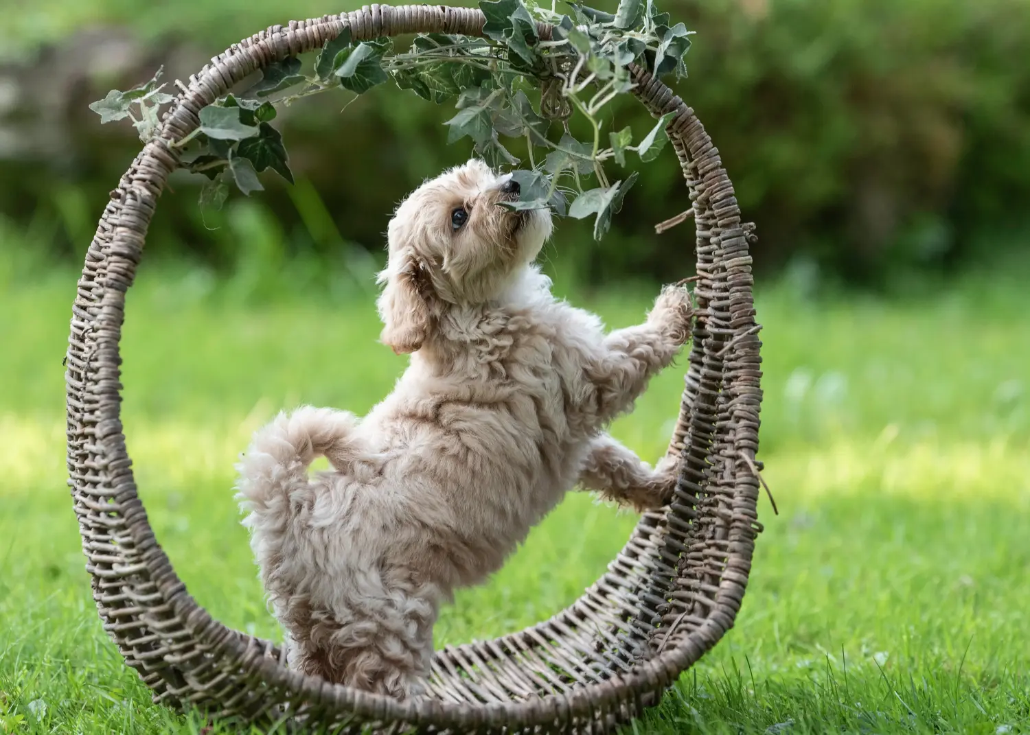 Buying a Maltipoo puppy means taking responsibility! Buy Maltipoo puppies.