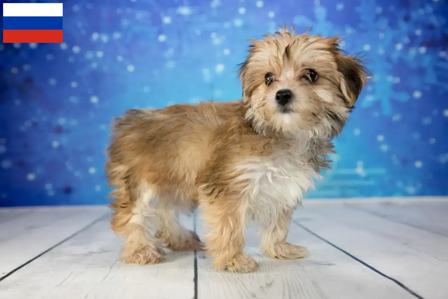 Morkie puppies and breeders Russia Here you can find Morkies breeders in Russia.