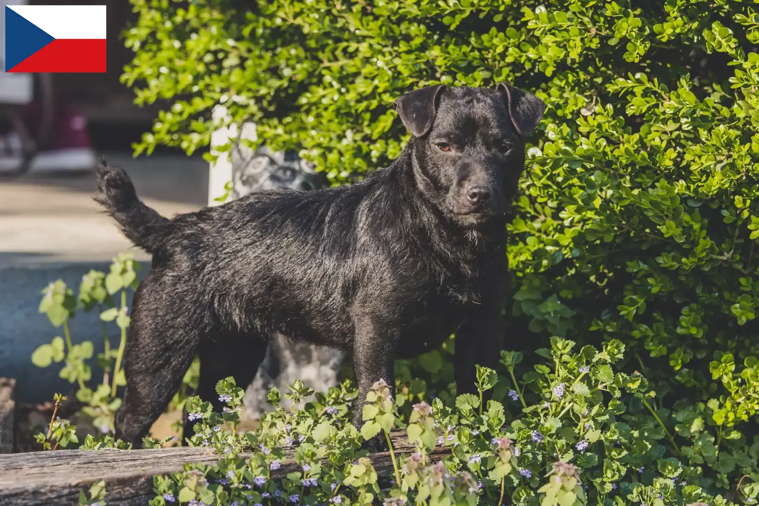 Patterdale Terrier puppies and breeders Czech Republic Find Patterdale Terrier breeders in Czech Republic.