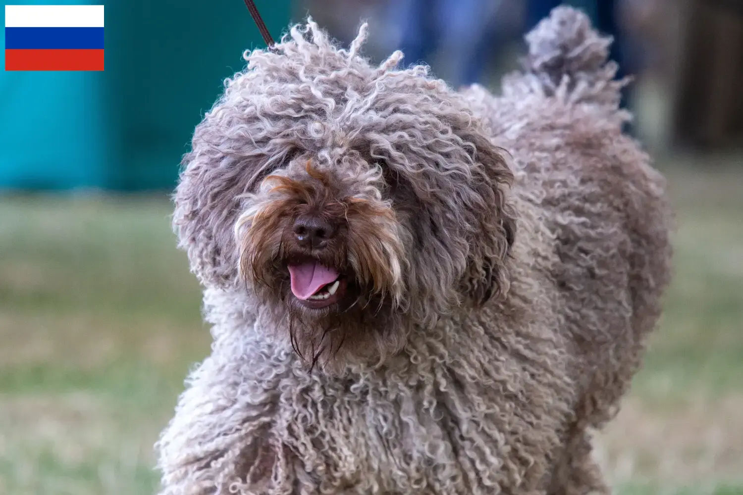 Read more about the article Perro de Agua Español breeders and puppies in Russia