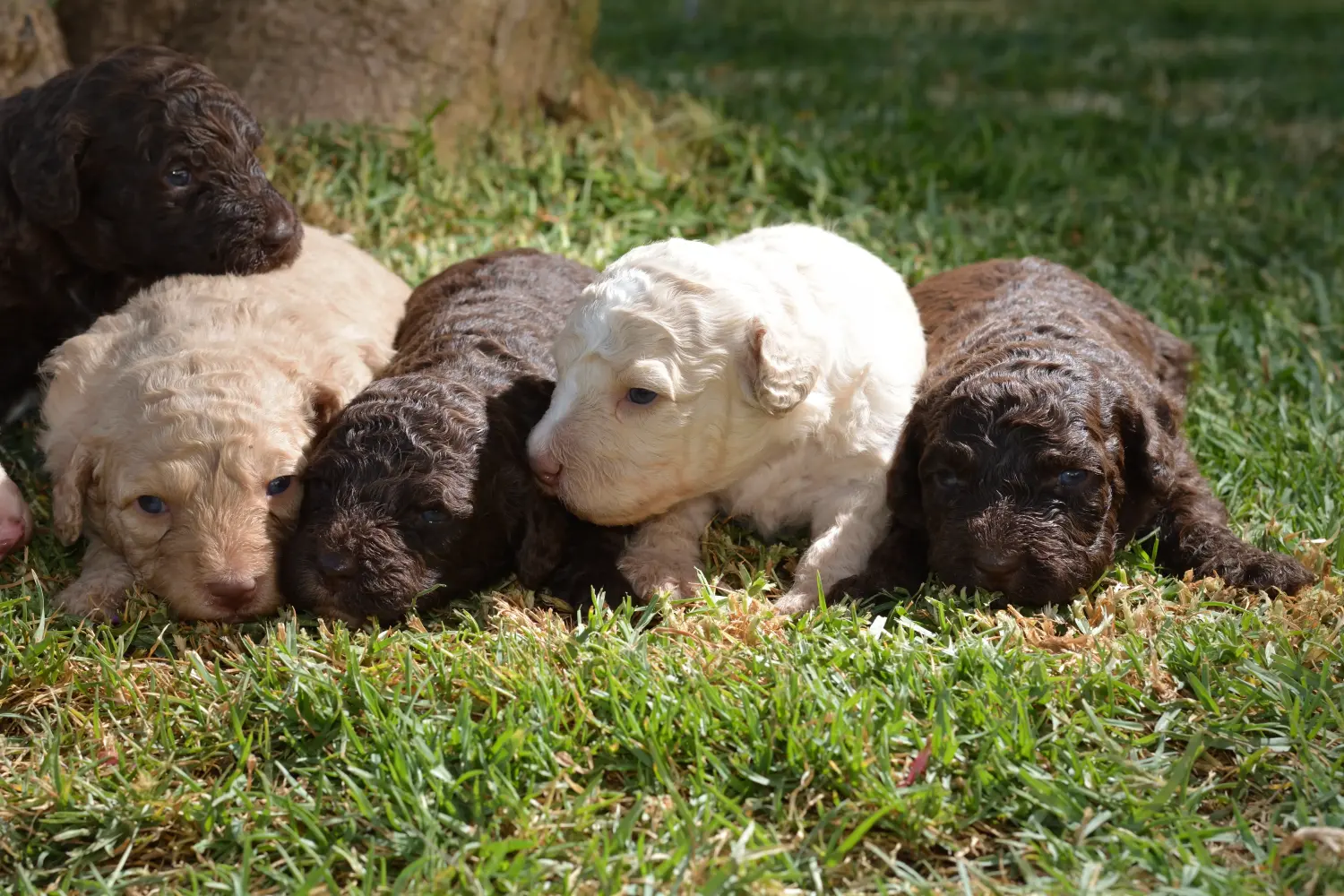 Buying a Perro de Agua Español puppy means taking responsibility! Buy Perro de Agua Español puppies.
