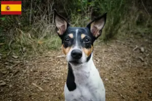 Read more about the article Ratonero Bodeguero Andaluz breeders and puppies in Spain