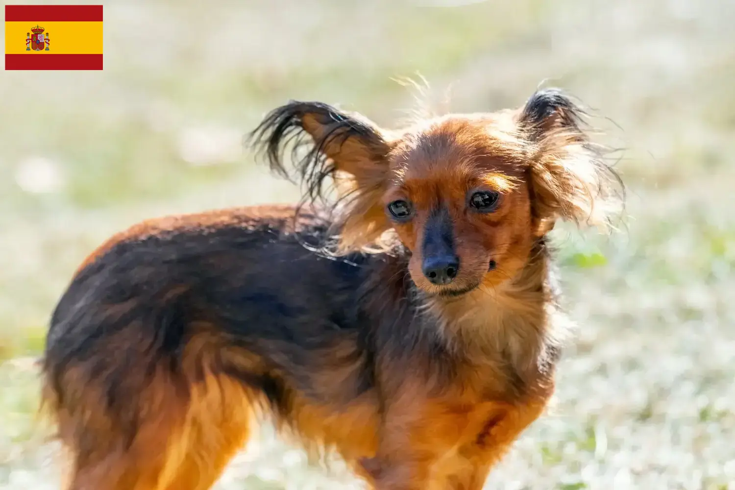 Russkiy Toy puppies and breeders Spain Here you can find Russkiy Toys breeders in Spain.