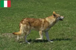 Read more about the article Saarloos wolfdog breeders and puppies in Italy
