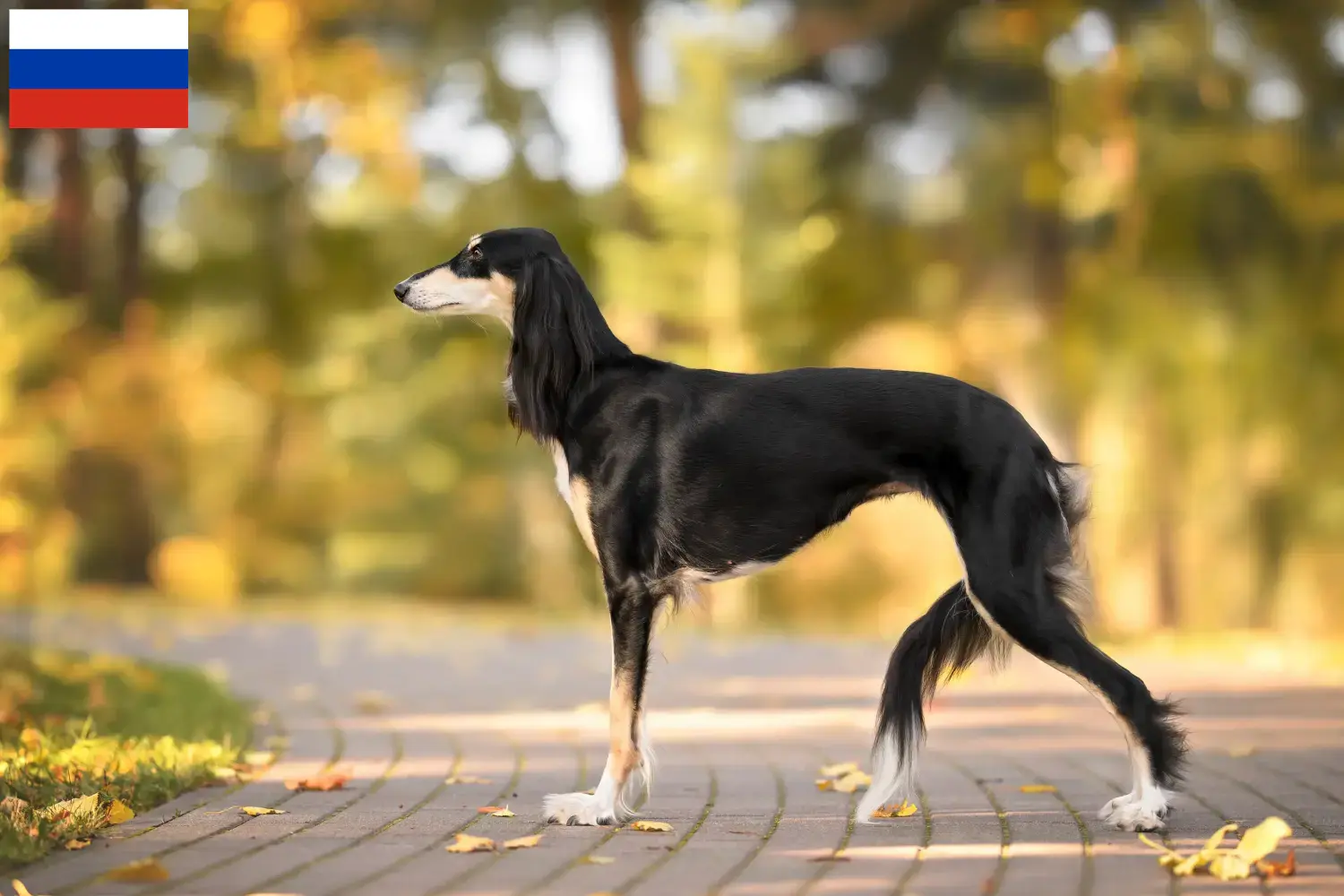Saluki puppies and breeders Russia Here you can find Saluki breeders in Russia.