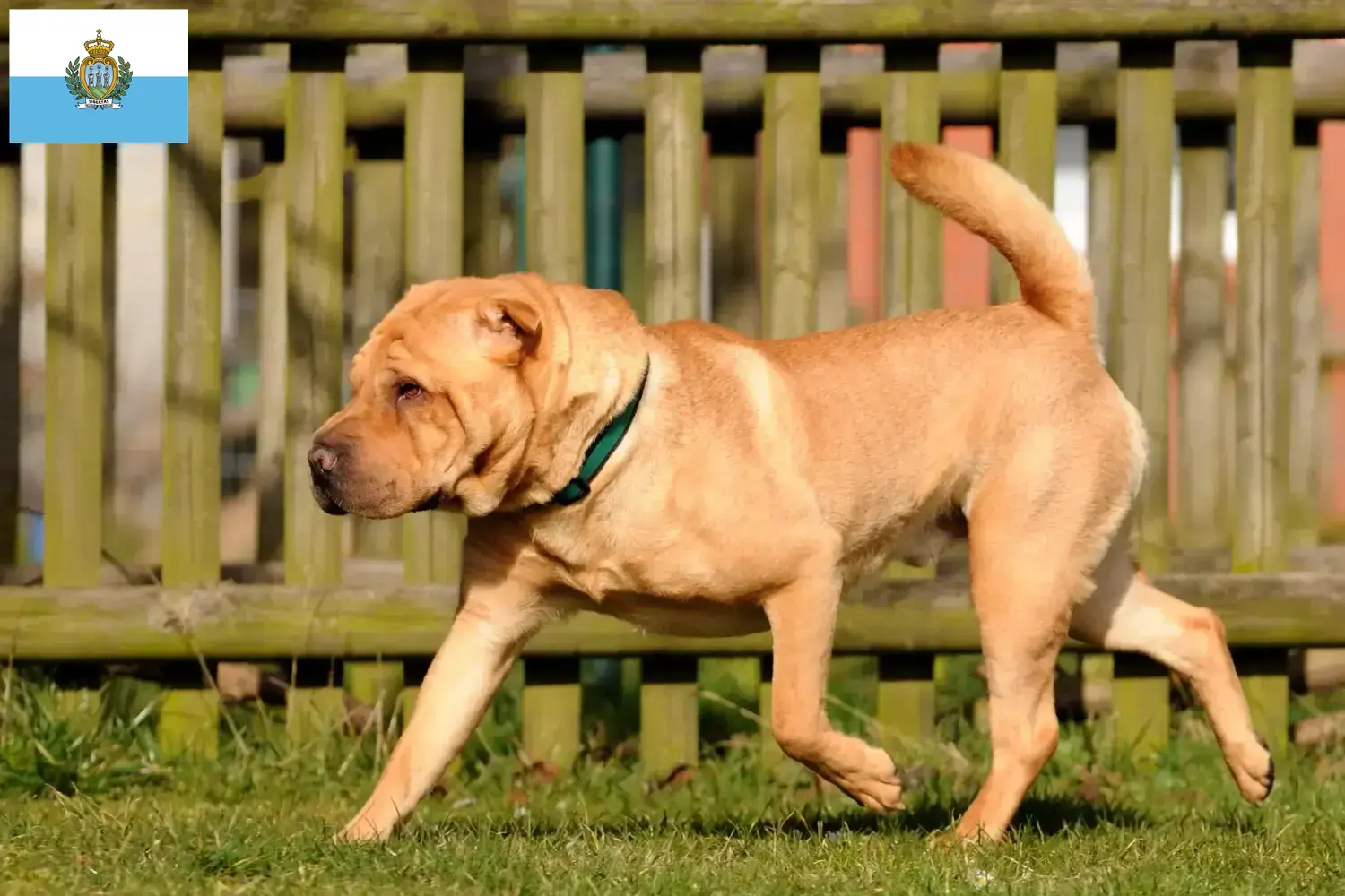 Shar-Pei puppies and breeders San Marino Find Shar-Pei breeders in San Marino here.