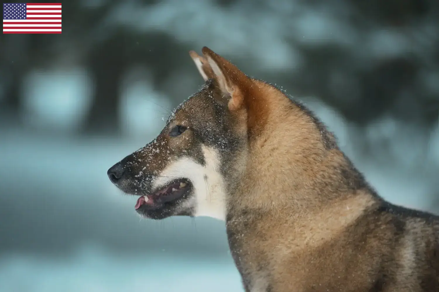 Shikoku puppies and breeders USA Here you can find Shikoku breeders in the USA.