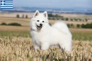 Read more about the article Spitz breeders and puppies in Greece