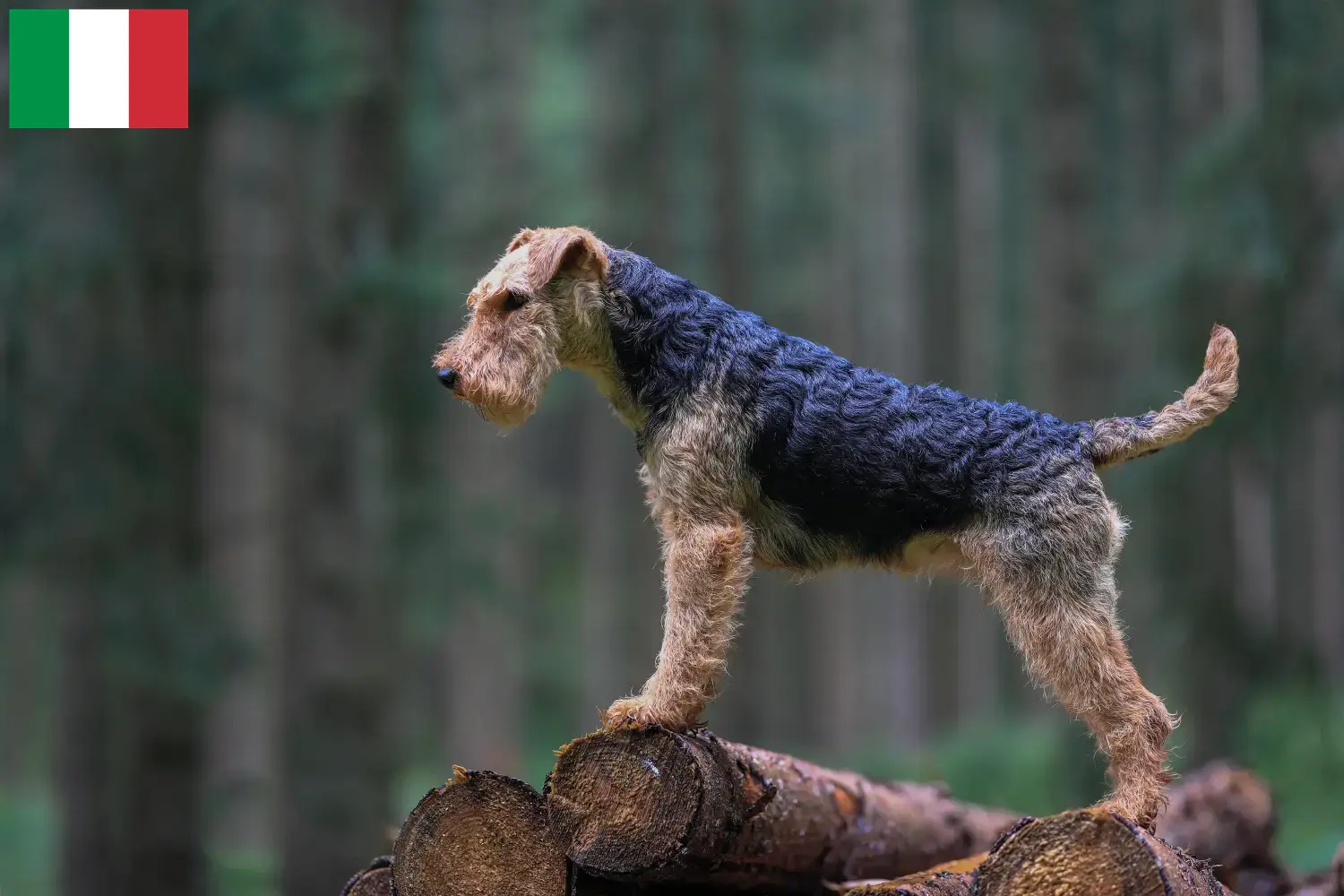 Welsh Terrier puppies and breeders Italy Find Welsh Terrier breeders in Italy.