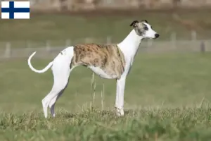 Read more about the article Whippet breeders and puppies in Finland