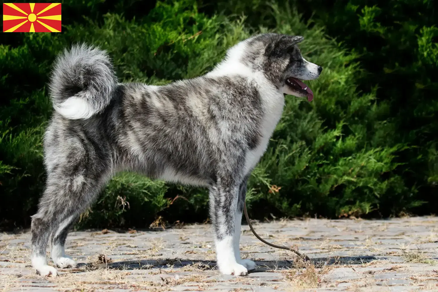 Akita puppies and breeders North Macedonia Here you can find Akitas breeders in North Macedonia.
