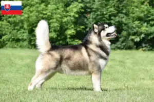 Read more about the article Alaskan Malamute breeders and puppies in Slovakia