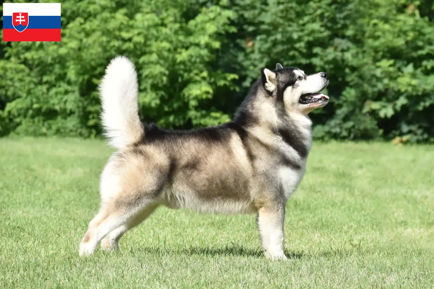 Alaskan Malamute puppies and breeders Slovakia Here you can find Alaskan Malamutes breeders in Slovakia.