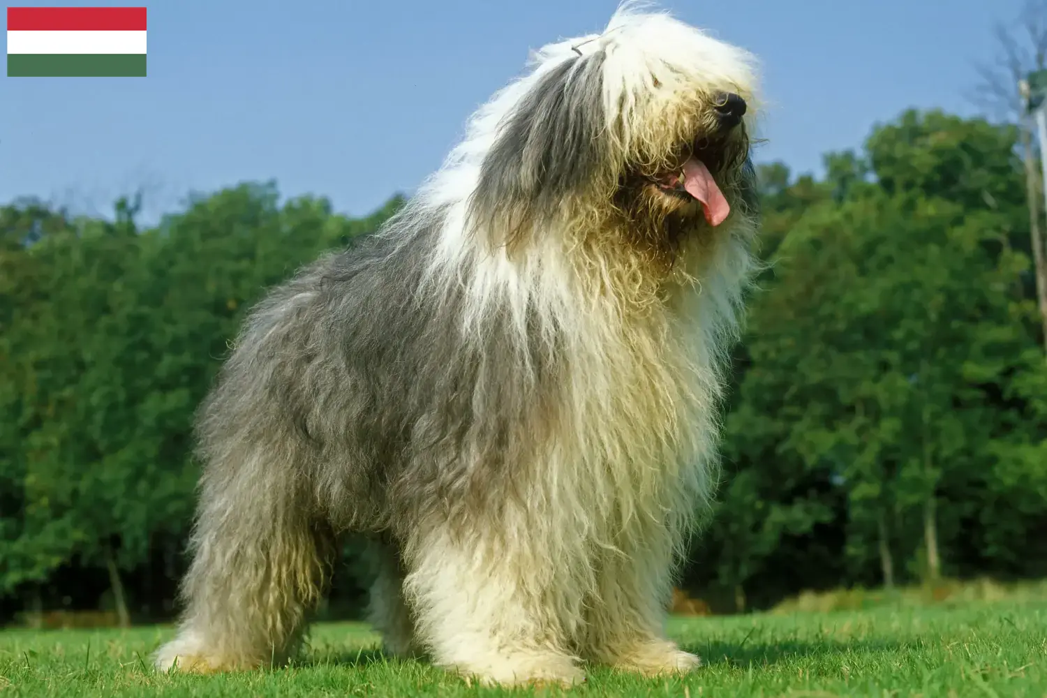 Read more about the article Bobtail breeders and puppies in Hungary