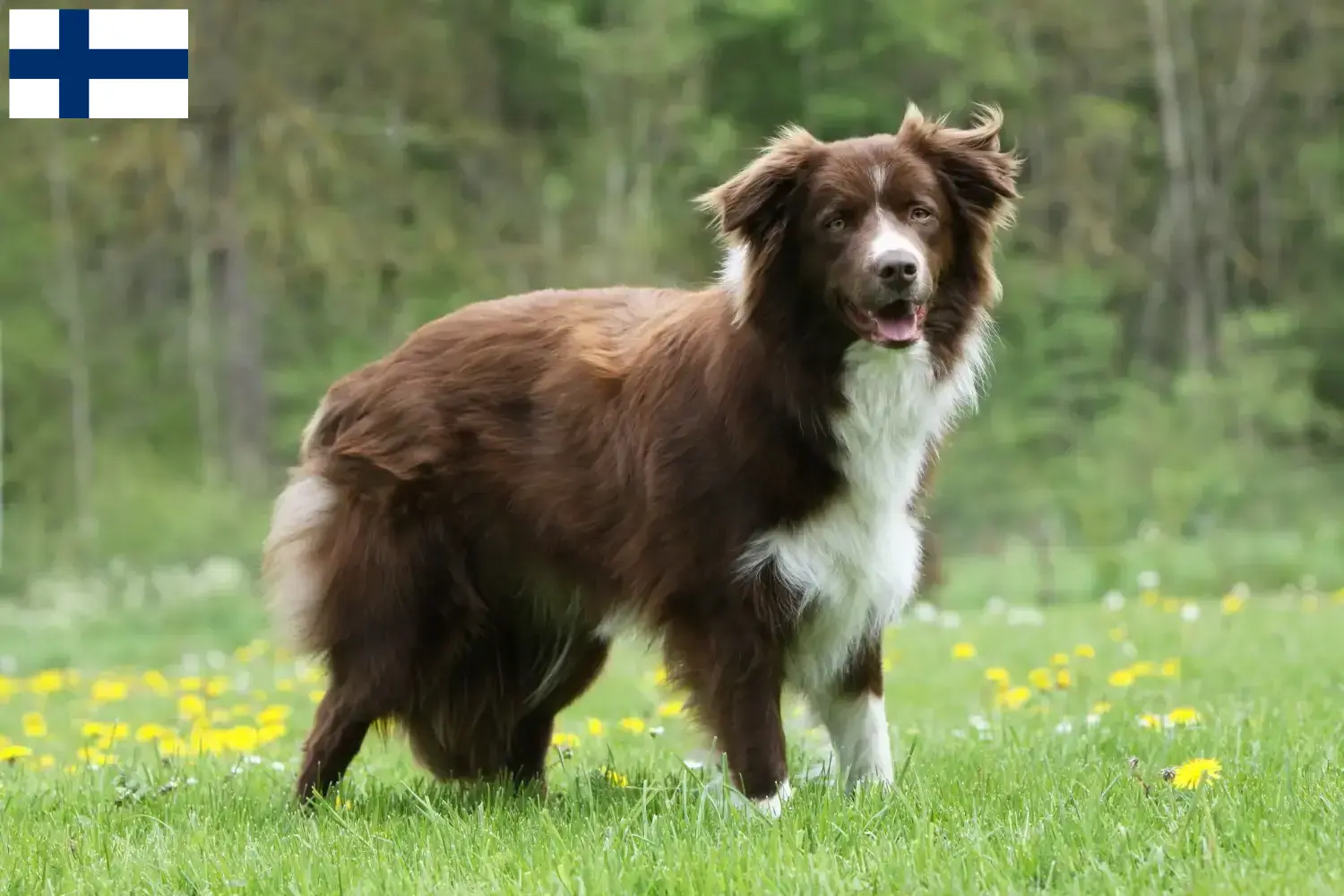 Border Collie puppies and breeders Finland Find Border Collies breeders in Finland.