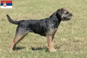 Read more about the article Border Terrier breeders and puppies in Serbia