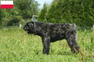 Read more about the article Bouvier des Flandres breeders and puppies in Poland