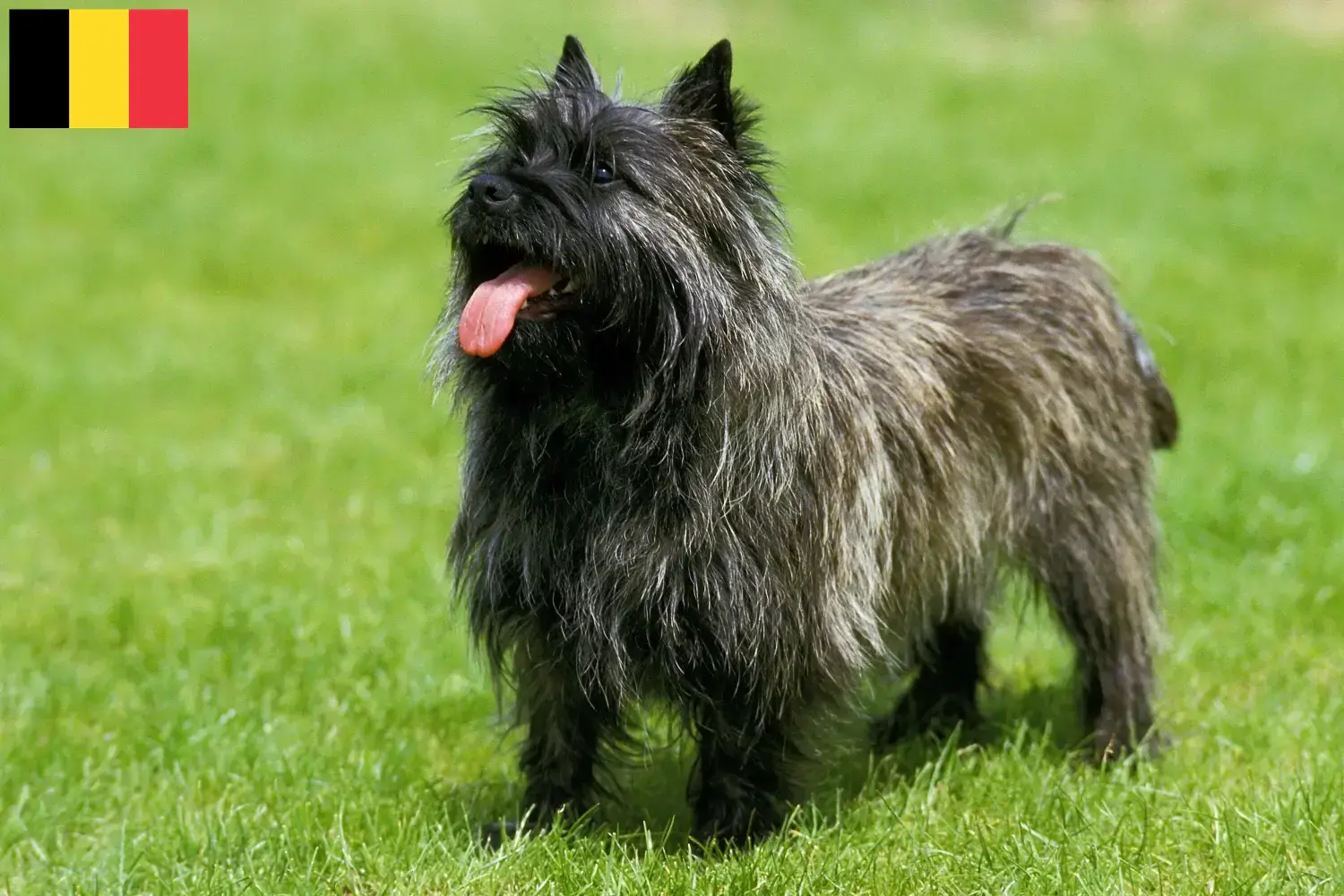 Cairn Terrier puppies and breeders Belgium Find Cairn Terrier breeders in Belgium.