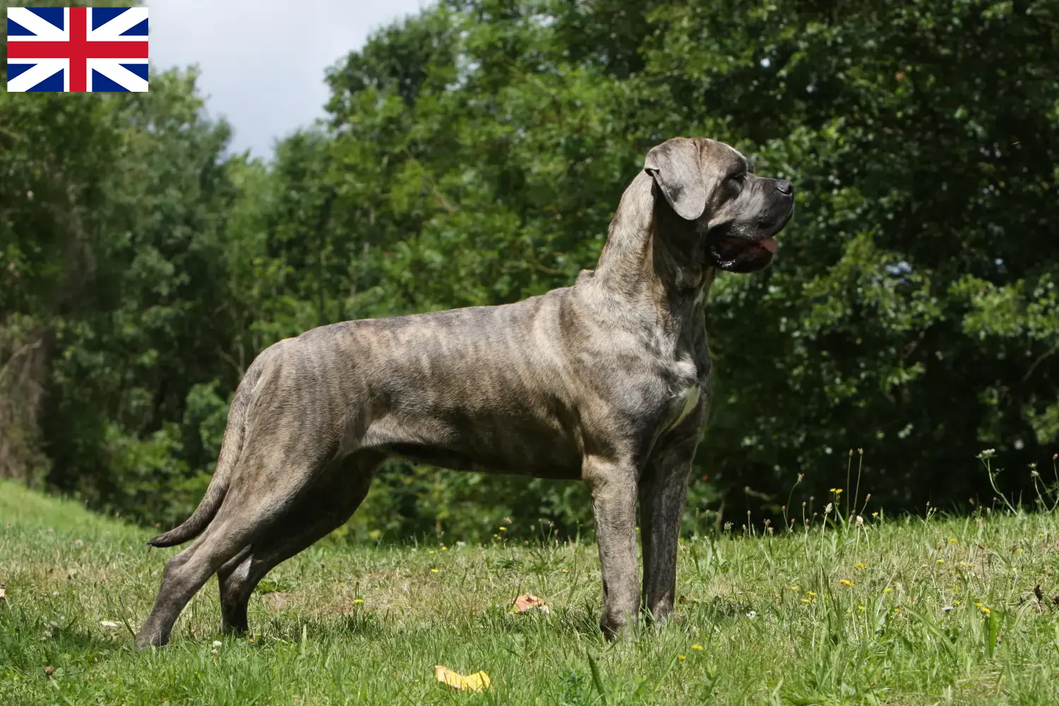 Cane Corso Italiano puppies and breeders Great Britain Find Cane Corso Italianos breeders in the United Kingdom.