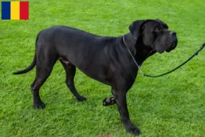 Read more about the article Cane Corso Italiano breeders and puppies in Romania