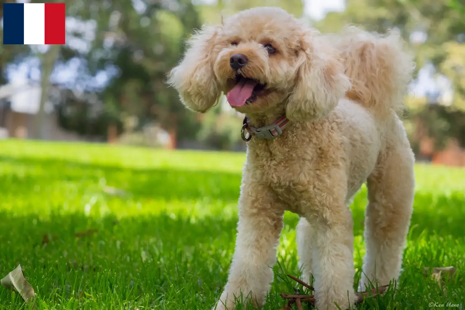 Cavoodle puppies and breeders France Here you can find Cavoodles breeders in France.