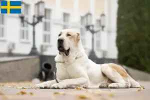 Read more about the article Central Asian Shepherd Dog Breeder and Puppies in Sweden
