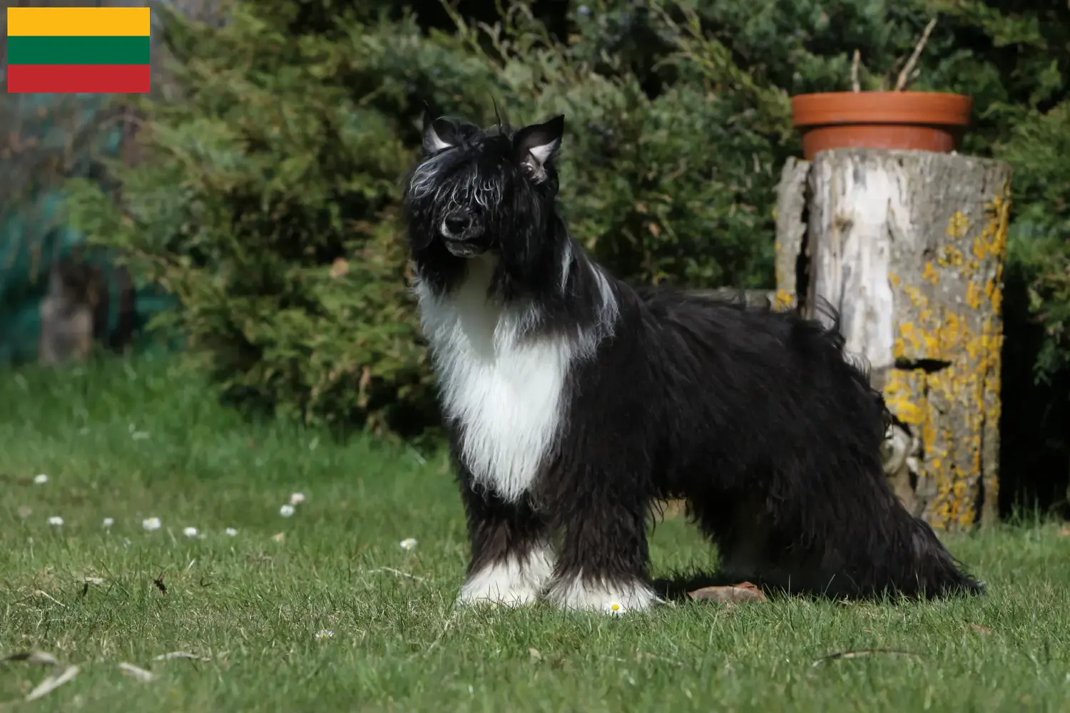 Chinese Crested Dog puppies and breeders Lithuania Find Chinese Crested Dogs breeders in Lithuania.
