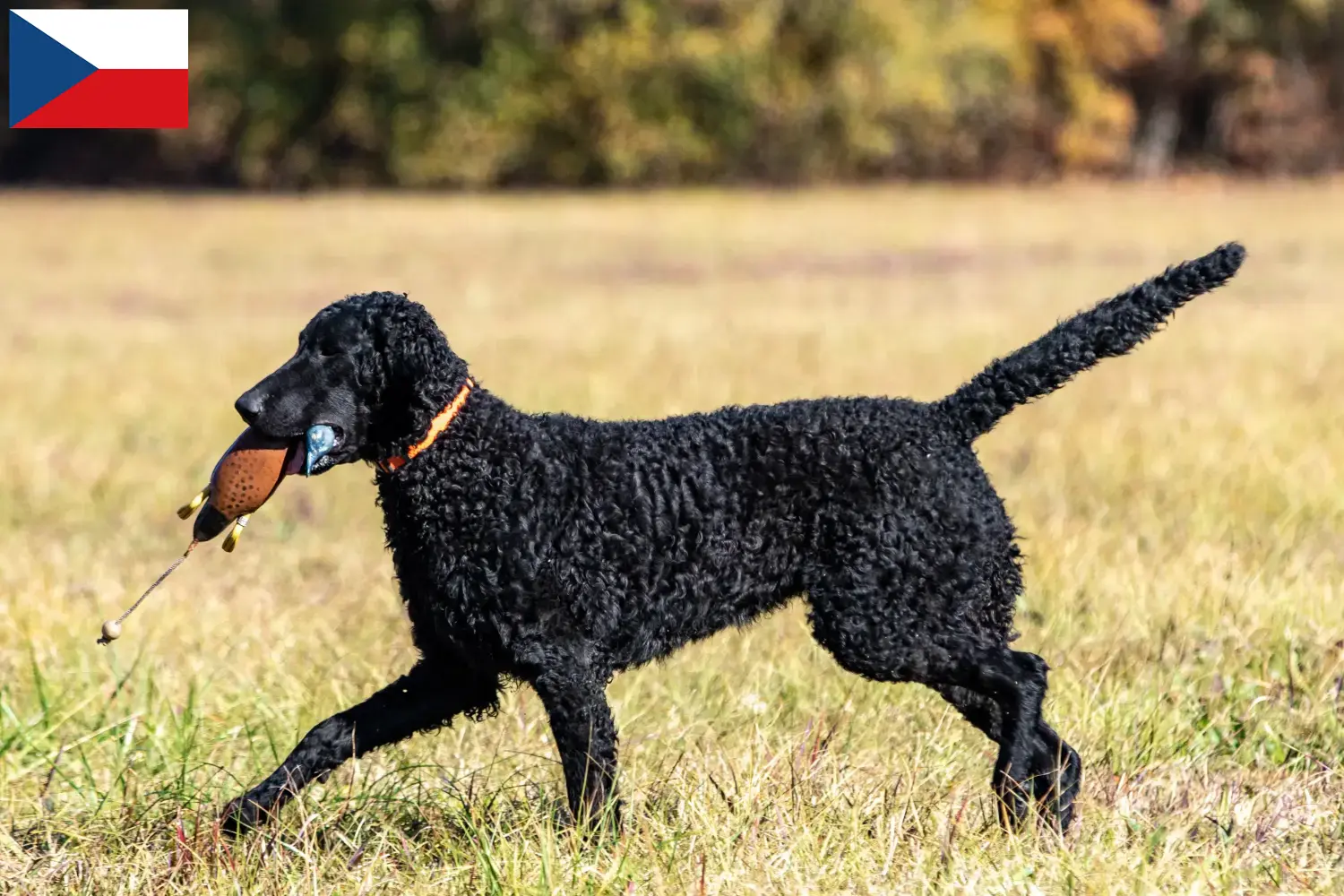 Read more about the article Curly Coated Retriever breeders and puppies in the Czech Republic